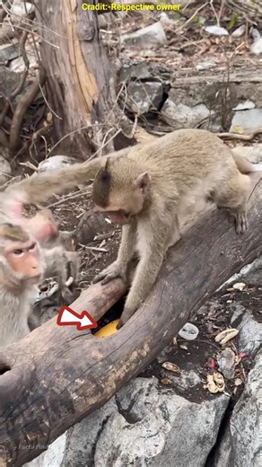 Smart Monkey’s Genius Trick to Get the Banana 🍌 #shots #facts