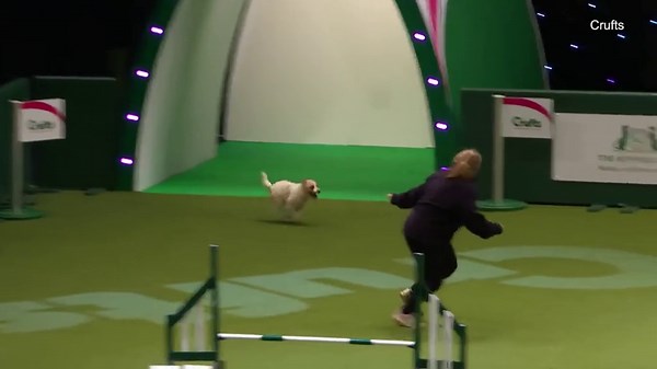 A ruff day: Crazy Jack Russell is having the time of its life