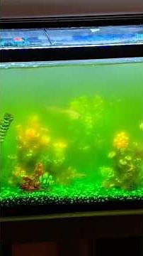 How to KILL Algae in Your Aquarium (Removal and Prevention)
