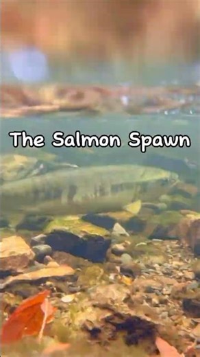 Canadian Salmon Spawn 🐟🇨🇦🔥 #nature #salmon #ocean #fish