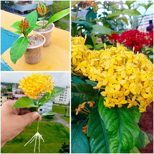 Stem to plant || Best & easy to way growing ixora plant || Tips & tricks in this video | DIY IndoorGarden