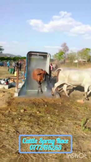 48K views · 38 reactions | Cattle Spray race and installations facilities. Call sales team on 0772415263. 14 Lisburn road off Coventry road,Workington, Harare Readily available in stock. | Micro Irrigation Services | Facebook