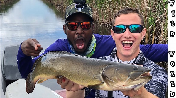 Everglades invasion – hunting down non-native giants