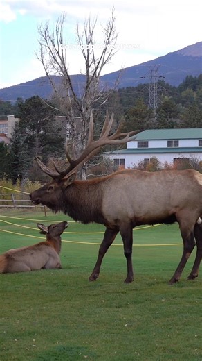 Bull elk on the golf course in Estes Park Colorado. #bullelk #elk #estespark #Colorado #coloradoadventures | Colorado Adventures