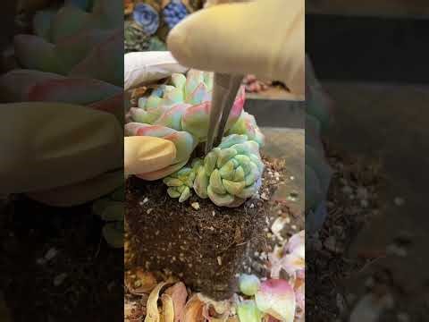 Grow Succulents Like a Pro Simple Methods for Fast & Healthy Growth