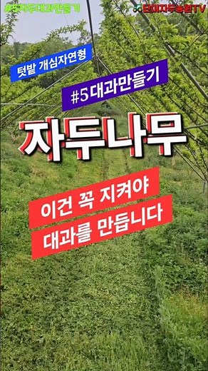 자두 대과만들기#5 - 대과 만들기 제일 중요한 이것~!!#자두나무 #피자두 #후무사 #추희 #대석 #자두적과