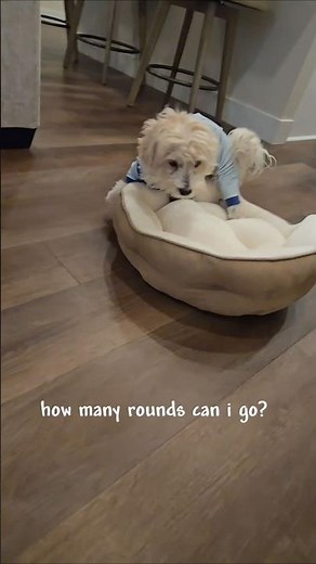 my dog loves humping his bed #puppy #relatable #fyp #shorts #dogs