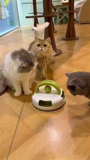 Automatic Cat Teaser Toy | Keeps Cats Playing Nonstop#petsupplies #petlovers #pets #cat #cute #fun