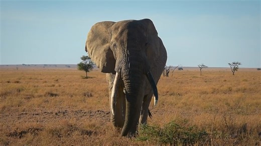 Asilia (meaning ‘genuine’ in Swahili) was built by passionate people with deep roots in East Africa’s original family-run safari companies and have built a reputation for incredible safari experiences and unwavering commitment to empowering both people and nature alike. We believe that tourism should be used for good and, when practised responsibly, can be a driving force in both the conservation and development of East Africa. This belief guides everything we do — from where we source our energ