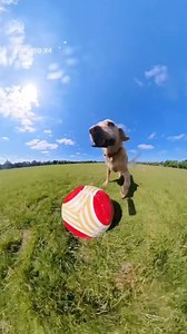 Tiene más skills que todo el equipo de mi barrio 🤣 (Créditos TT: messipaws & IG: @lolamessipaws) #perritoslindos #perritosdeinstagram #ʀᴇᴇʟᴠɪʀᴀʟ | Cabronazi