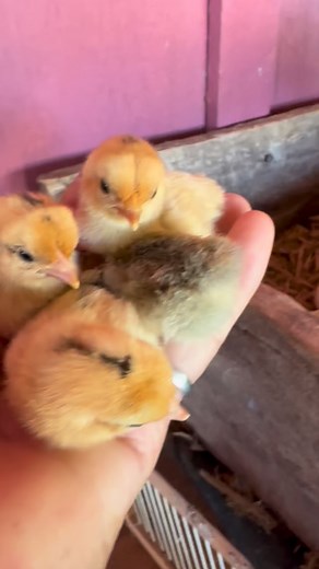 Nen Marques on Reels