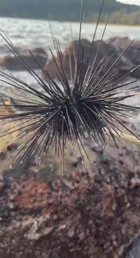 What Happens If You Touch This Sea Creature?