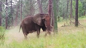 Check out Jambo, 37-year-old female African elephant, exploring the #CMZoo vacation yard in a recent afternoon rain and practicing a little 'self care' along the way. Many people aren't aware of this nearly 2-acre space, because it's not visible to the public. It was designed to give our herd of six aging female African elephants additional enrichment opportunities and even more space for them to just be elephants. Every summer, the ladies enjoy this off-exhibit area. They love to wander through