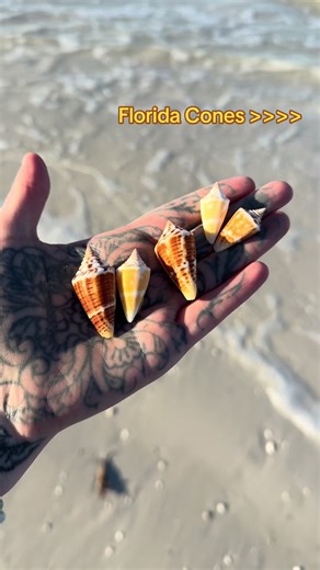 I just love all the colors and patterns that each Florida cone has! I also think that the 10k has a species that isn’t documented yet. They look so different than any other Florida Cones. In my hand I have a mix from Southwest Florida and Tampa Bay/ Clearwater area. #seashells #beachcombing #westcoast #florida #shells