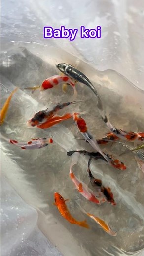 Japanese baby koi fish for sale at jk brothers koi farm #koifish