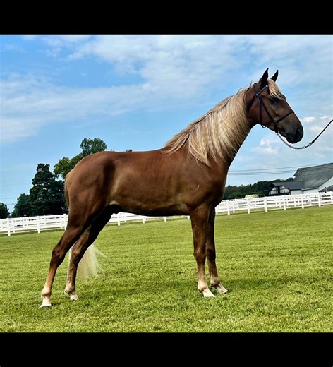 15.1HH 3½YO, REGISTERED TENNESSEE WALKING HORSE 🔹𝙇𝙤𝙤𝙠𝙚𝙧: 𝘎𝘦𝘯𝘵𝘭𝘦, 𝘈𝘵𝘩𝘭𝘦𝘵𝘪𝘤 𝘎𝘦𝘭𝘥𝘪𝘯𝘨 𝘛𝘰 𝘴𝘦𝘦 𝘩𝘪𝘴 𝘤𝘶𝘳𝘳𝘦𝘯𝘵 𝘣𝘪𝘥 𝘱𝘳𝘪𝘤𝘦, 𝘩𝘦𝘢𝘭𝘵𝘩 𝘥𝘰𝘤𝘴 𝘰𝘳 𝘵𝘰 𝘴𝘤𝘩𝘦𝘥𝘶𝘭𝘦 𝘢 𝘷𝘪𝘴𝘪𝘵. 𝘊𝘭𝘪𝘤𝘬 𝘰𝘶𝘳 𝘴𝘪𝘵𝘦… https://classichorseauction.com/auctions/tennessee-walking-horse-looker/ ⏰ 𝗕𝘂𝘆 𝗡𝗼𝘄 𝗔𝘃𝗮𝗶𝗹𝗮𝗯𝗹𝗲 / 𝗔𝘂𝗰𝘁𝗶𝗼𝗻 𝗘𝗻𝗱𝘀 12/2 📞 Justin Jenne’ Classic Horse Auction Consignment 931-224-2968 🌐 𝗟𝗲𝘄𝗶𝘀𝗯𝘂𝗿𝗴, 𝗧𝗡 | Classic Hors