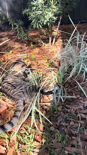 #axandsmash #ax #smash