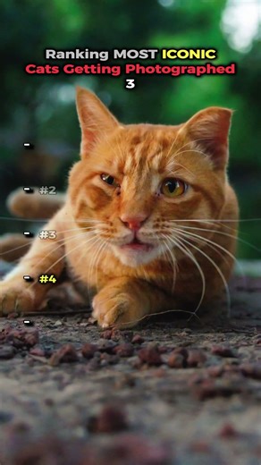 Most ICONIC Cats Getting Photographed 3 📸🐱