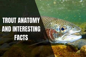 Trout Anatomy And Interesting Facts - Begin To Fish