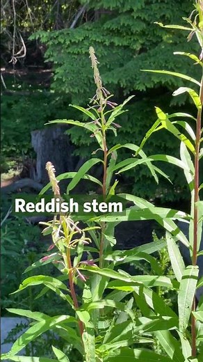Fireweed - Chamaenerion angustifolium | Alpine Biodiversity - Beaty Biodiversity Museum, UBC #plants