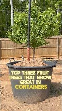 3 Fruit Trees that Grow Great in Containers… And Why Others Fail #short #garden #gardening