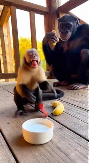 Monkey on Fire… Literally From Spicy Chips 😂🔥🐒 #funnyanimals