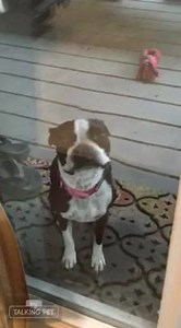 17M views · 17K reactions | Cant potty in the rain... | Chronicles of Muffin by Muffin | Facebook