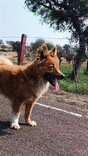 #punjabisong #pets #music #music #puppy #newsong #love #love #song #song #cute #animals #pajanimals