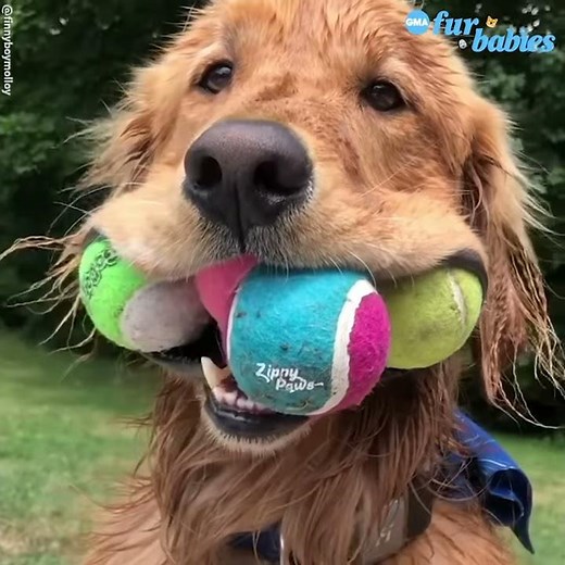 Golden Retriever loves nothing more than putting tons of tennis balls in his mouth l GMA Digital