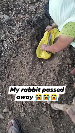 My rabbit passed away  #faceebookreels #reelsvideo #reelsfb #facebookreels #reels | Kunal Nishad | Facebook