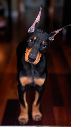 3 months to 8 months...can't wait to see him fill out now😍 #doberman #brucethedoberman #rubydooby_do #dobermann