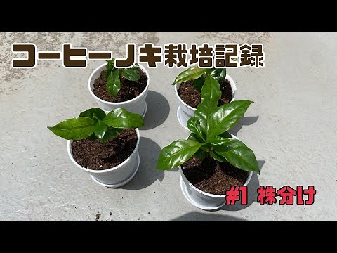 コーヒーの木栽培記録 vol.1株分け#観葉植物 #コーヒーノキ#コーヒー#栽培記録