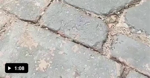 A long minute of cats being stung by bees/wasps - Video