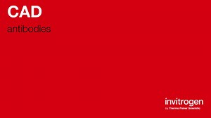 CAD antibodies from Thermo Fisher Scientific