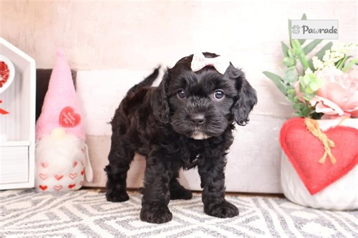 Elena - Cavapoo Puppy 2FB18E