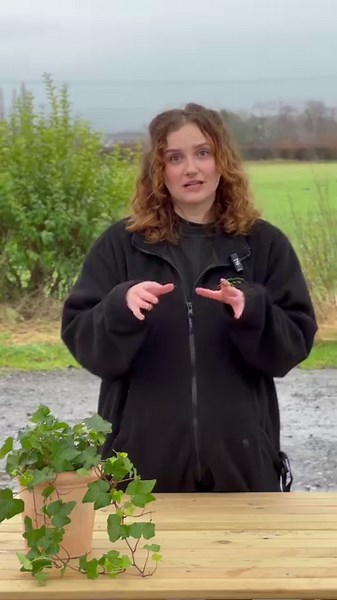 12 reactions | Have you heard of a bog garden?  Bog gardens are a great use of space for any rainy, water-logged or just generally wet gardens. They're super easy to make, easy to grow in, and bring an abundance of wildlife to your garden every season. They're especially good for Northern gardeners - where there's more rain and less sun! So, if you fancy giving a bog garden a go, here's Hannah's top tips. | J.Parker’s | Facebook