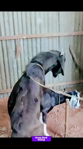 villagegoatfarm on TikTok