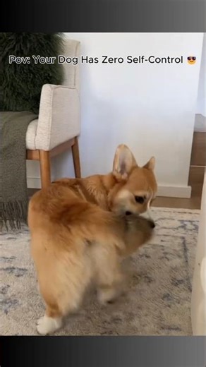 Funny dogs | Dog Chasing Tail |🐶😂 #shorts