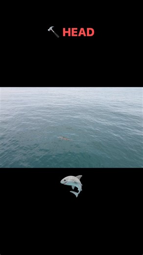 5.9K views · 93 reactions | #anglerocmd Shark we saw on our 8 hour trip. Call 4102897424 to book a trip with us! | Angler Deep Sea Fishing | Facebook