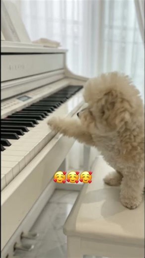 Did this dog just play better than my teacher 🐶 #piano #cutedog