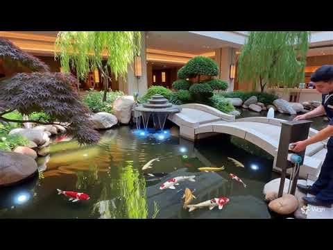 Most Beautiful Koi Pond Design of Peace