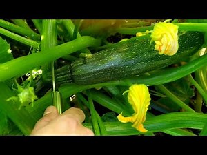 El cultivo del calabacín 🥒 // Crecimiento día a día y sus propiedades