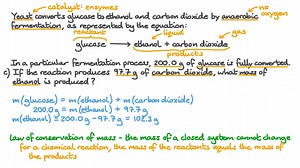 Calculating the Mass of Ethanol and Carbon Dioxide Produced from Yeast Fermentation