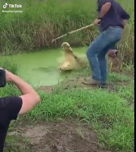 Exploring the Wild World of Crocodiles