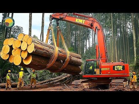 How Farmers Harvest Millions of World's Lightest Wood Trees: Balsa by Machine | Farming Documentary