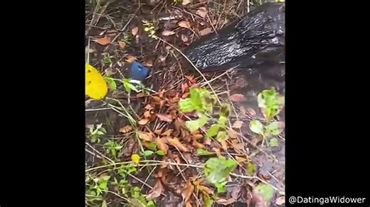 The Best Of The Internet (2024)