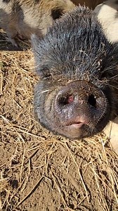 Prepping for winter, I'm starting the deep bedding for the pigs, and they are happy! #hayisforhorses #hay #pigs #farm #steinmetzfamilyfarm | Steinmetz Family Farm