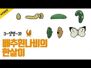 [초능력 비주얼씽킹 과학] 3-생명-31. 배추흰나비의 한살이