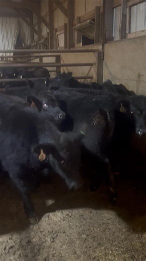 1K views | Cascade Livestock Auction, LLC. on Reels | Facebook