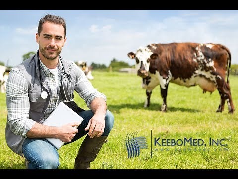 Veterinarian Performing Bovine Cow Artificial Insemination